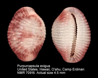 Purpurcapsula exigua (5).jpg - Purpurcapsula exigua (Gray,1831)